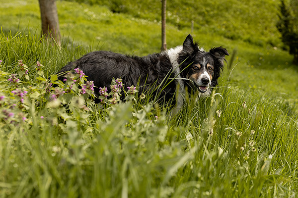 Unser Hofhund streunt gerne durch die Wiesen