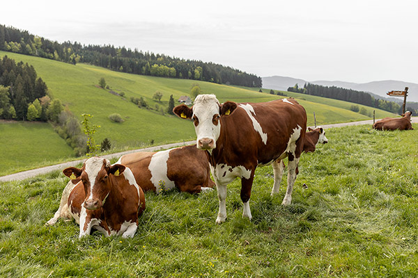 Unsere Kühe genießen das saftige Gras und die Aussicht