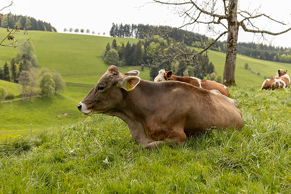 Unsere Kühe genießen das saftige Gras und die Aussicht