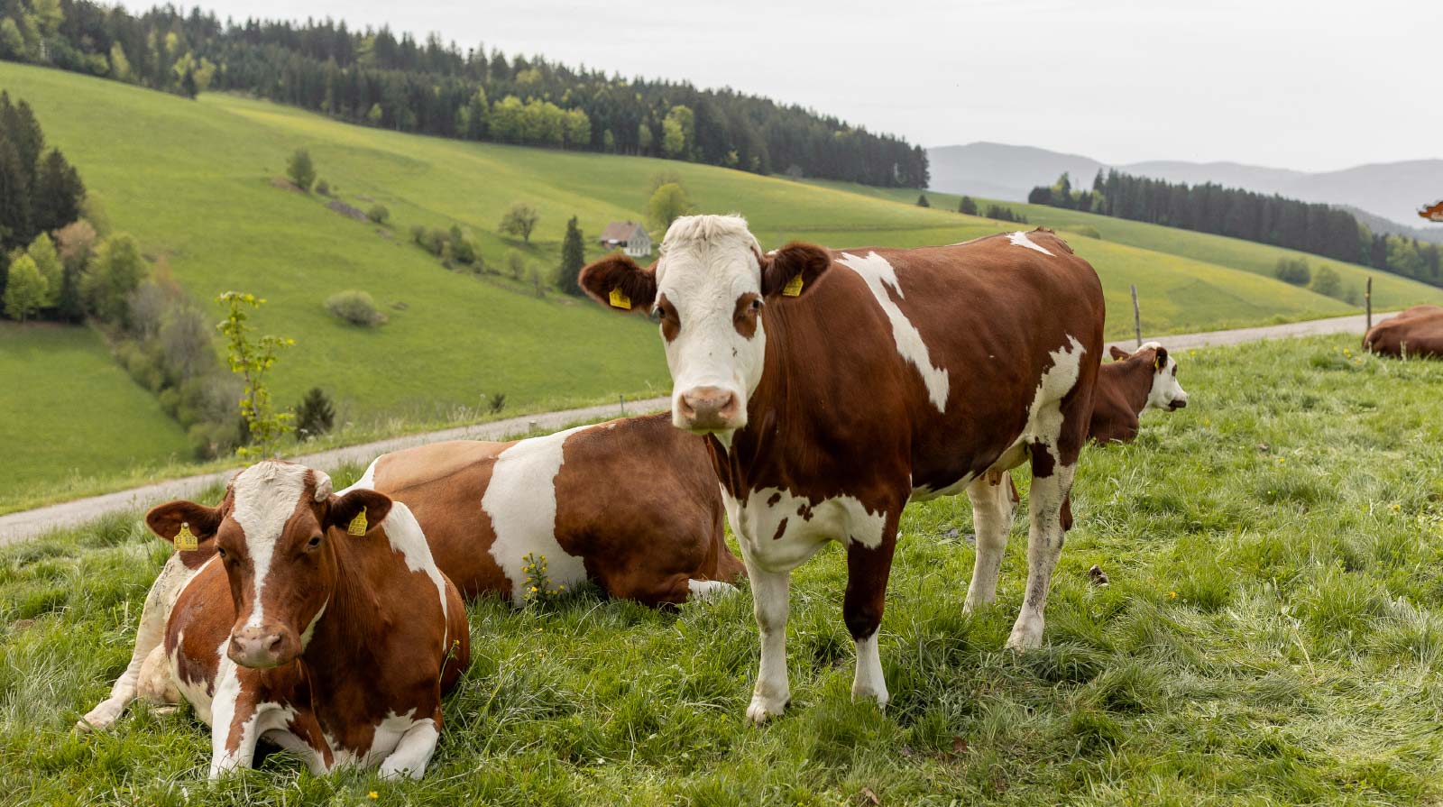 Kühe im Schwarzwald